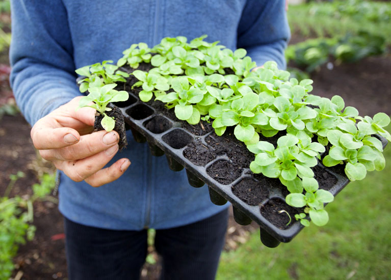 Charles Dowding range
